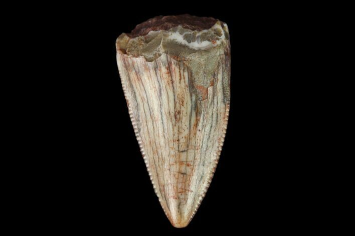 Serrated, Fossil Phytosaur (Redondasaurus) Tooth - New Mexico #133322